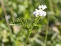 Rasige Wiesen-Schafgarbe1 (Achillea pratensis)