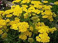 Gelbe Schafgarbe (Achillea tomentosa)