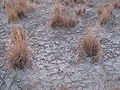 Indian rice grass (Achnatherum hymenoides)