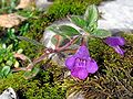 Alpen-Steinquendel (Acinos alpinus)