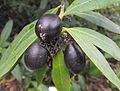 Drüsenglocke (Acokanthera oblongifolia)