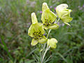 Gift-Eisenhut (Aconitum anthora)