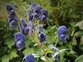 Rispen-Eisenhut (Aconitum degenii ssp. paniculatum)