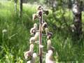 Wolfs-Eisenhut (Aconitum lycoctonum)