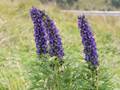 Blauer Eisenhut (Aconitum napellus)