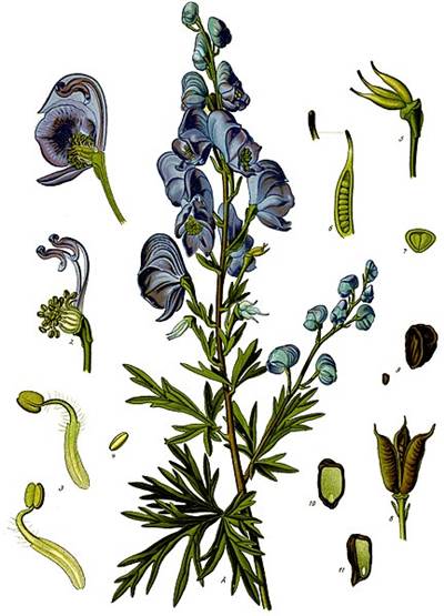 Blauer Eisenhut (Aconitum napellus)