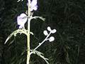 Sudeten-Eisenhut (Aconitum plicatum)