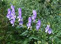 Bunter Eisenhut (Aconitum variegatum)