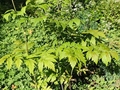 Arizona bugbane (Actaea arizonica)