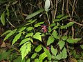 Asiatisches Christophskraut (Actaea asiatica)