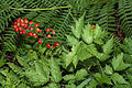 Rotfrüchtiges Christophskraut (Actaea rubra)