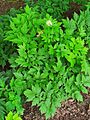 Ähriges Christophskraut (Actaea spicata), Habitus und Blätter