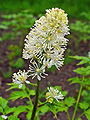 Ähriges Christophskraut (Actaea spicata), Blüten