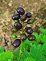 Ähriges Christophskraut (Actaea spicata), Früchte