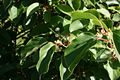 Kleinfrüchtige Kiwi (Actinidia arguta)