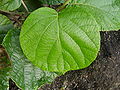 Kiwiblatt (Actinidia actinidia)