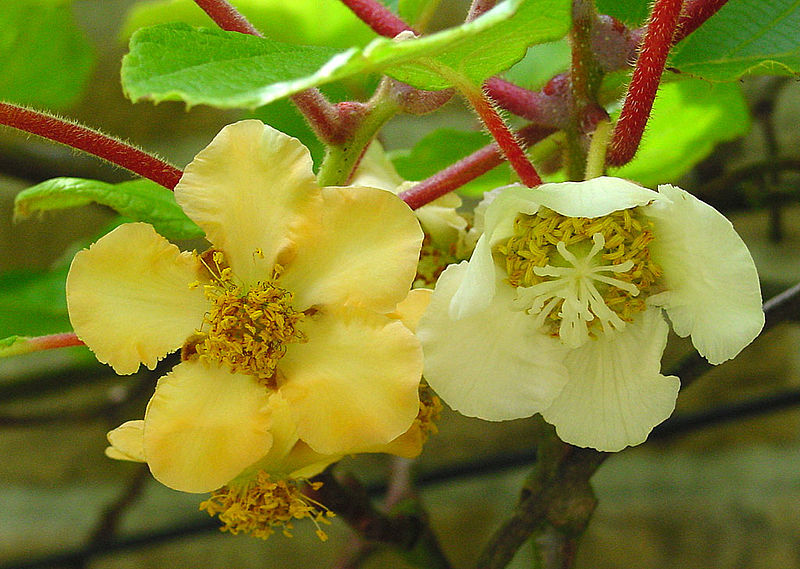 Kiwiblüte (Actinidia deliciosa)