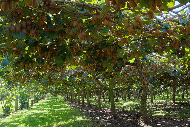 Kiwi (Actinidia deliciosa)