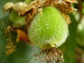 Kiwi (Actinidia actinidia)