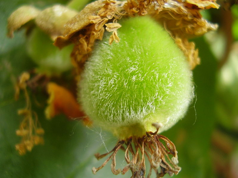 Kiwiblüte (Actinidia deliciosa)