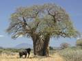 Afrikanischer Affenbrotbaum (Adansonia digitata)