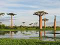 Grandidiers Baobab (Adansonia grandidieri)