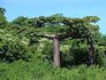 Suarez baobab (Adansonia suarezensis)