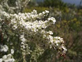 Chamise (Adenostoma fasciculatum)