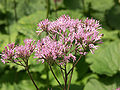 Grauer Alpendost (Adenostyles alliariae)