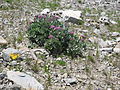 Weßfilziger Alpentrost (Adenostyles leucophylla)