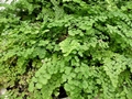 Frauenhaarfarn (Adiantum capillus-veneris)