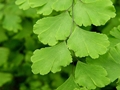 Frauenhaarfarn (Adiantum capillus-veneris)