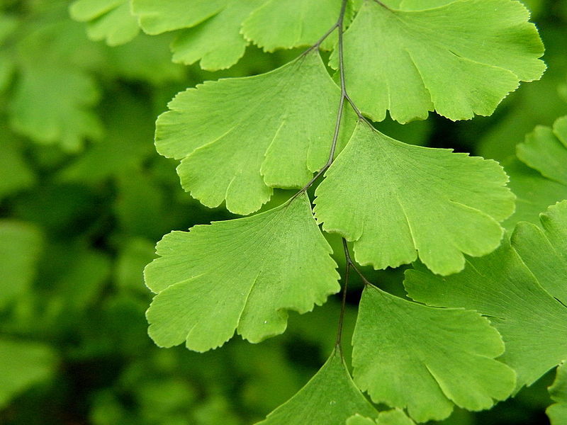 Frauenhaarfarn (Adiantum capillus-veneris)