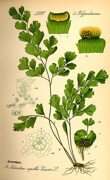 Frauenhaarfarn (Adiantum capillus-veneris)