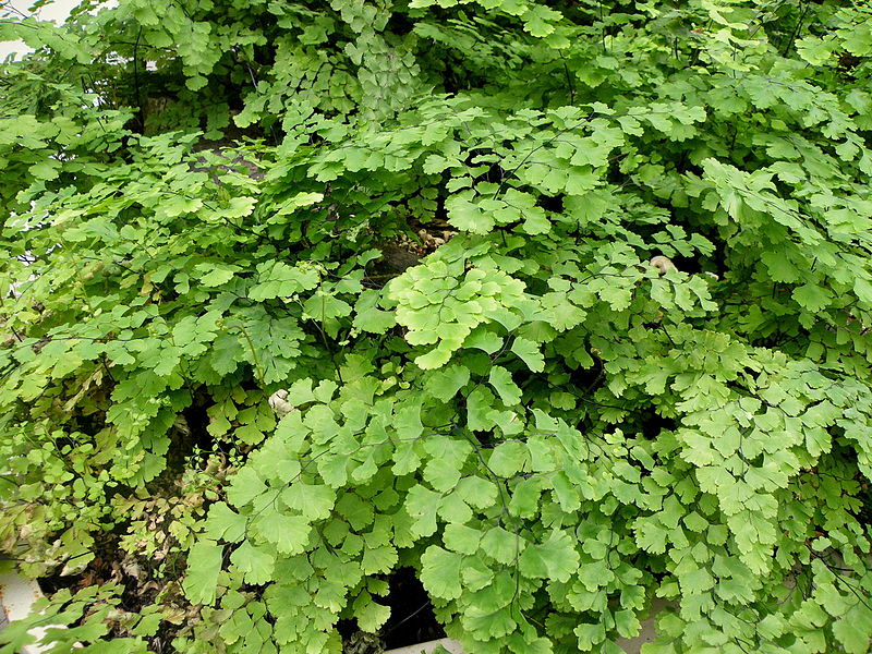 Frauenhaarfarn (Adiantum capillus-veneris)