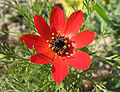 Herbst-Adonisröschen (Adonis annua)