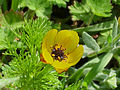 Adonis microcarpa DC.