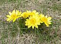 Adonisröschen (Adonis vernalis)