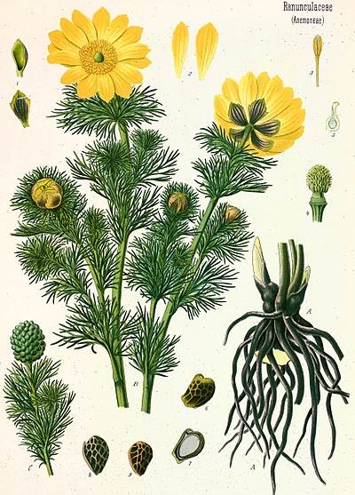 Frühlings-Adonisröschen (Adonis vernalis)