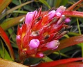 Aechmea recurvata