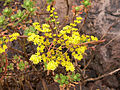 Aeonium spathulatum