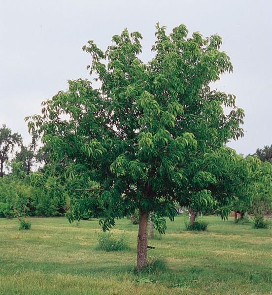 Ohio Buckeye (Aesculus glabra)