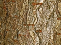 Rinde der Ohio-Rosskastanie (Aesculus glabra)