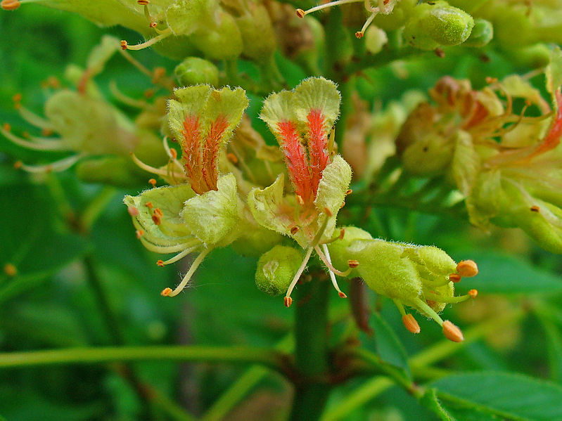 Ohio-Rosskastanie (Aesculus glabra)