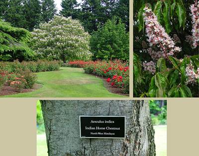 Indische Rosskastanie (Aesculus indica)