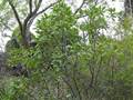 Parry's buckeye (Aesculus parryi)