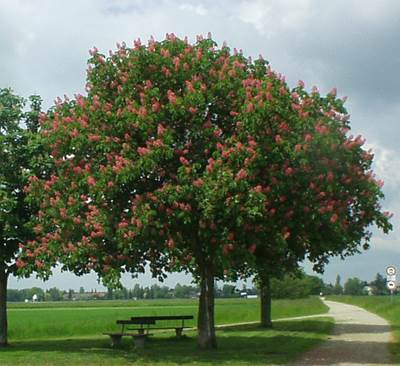 Fleischrote Rosskastanie (Aesculus × carnea)