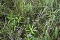 Sandplain false foxglove (Agalinis acuta)