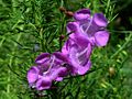 Purple false foxglove (Agalinis fasciculata)