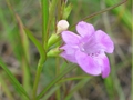 Small-flowered false foxglove (Agalinis paupercula)